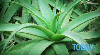 Aloe vera : tous les bienfaits de la &lsquo;plante miracle&rsquo;