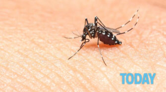 Piqûres de moustiques : remèdes naturels contre les plaies, les gonflements et les démangeaisons