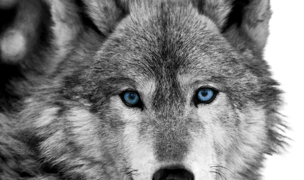 Quelle est la symbolique du loup ?