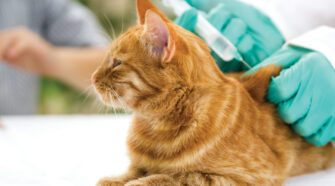 Pourquoi le vaccin contre la toxoplasmose chez le chat est-il essentiel ?