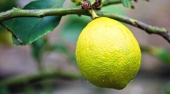 Faire grossir sa poitrine avec du citron : mythe ou réalité ?