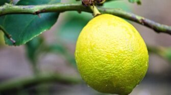 Peut-on vraiment faire grossir sa poitrine avec du citron ? Découvrez la vérité