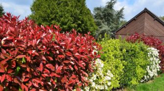 Comment choisir le meilleur arbuste persistant pour votre jardin ?