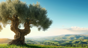 découvrez la signification spirituelle du prénom olivier, un prénom riche en symbolique et en histoire. explorez ses origines, ses traits de caractère et son impact dans le domaine spirituel. plongez dans l'univers mystique associé à ce prénom et comprenez son influence sur la personnalité et le parcours de vie de ceux qui le portent.